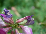 2008.5.1 009.jpg