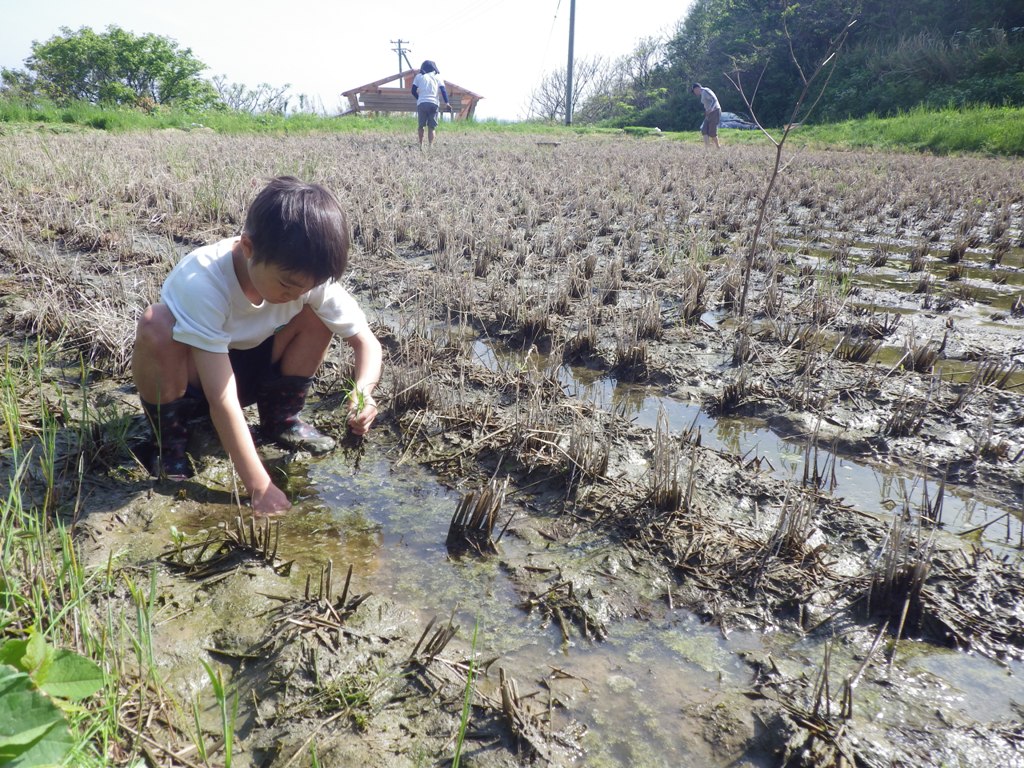 能登 不耕起田植え デジタルデトックス 新わかめ くろも採り 雨読晴耕村舎と糧工房の日々の覚書